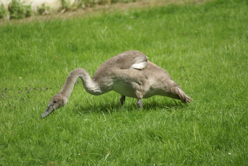 Schwanenjunges frisst in Wiese Schwanenküken 