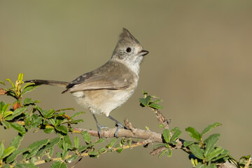 Oak Titmouse, Baeolophus inornatus