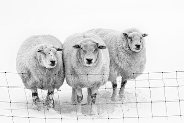 Flock of sheep standing in a cold white winter landscape with snow in the Netherlands