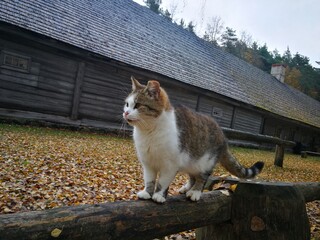 Coloured cat on the background of old wooden houses in the autumn day