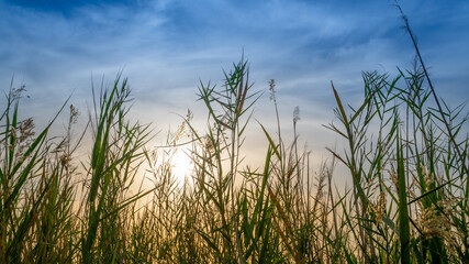 Beautiful nature image of lake near irkaya farm in Doha,Qatar
