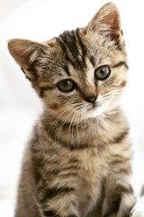 Obraz premium portrait of a cat