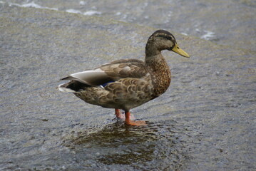 Stockentenweibchen steht in der Isar