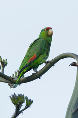 Red-crowned Parrot, Amazona viridigenalis