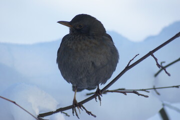 Amselweibchen aufgeplustert im Schnee auf Ast frontal 