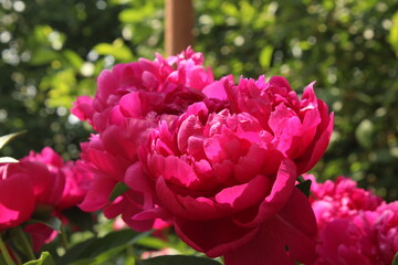 pink tulips in the garden
