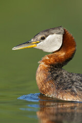 Holboll's Red-necked Grebe, Podiceps grisegena holbollii
