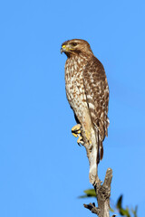 Red-shouldered Hawk, Buteo lineatus