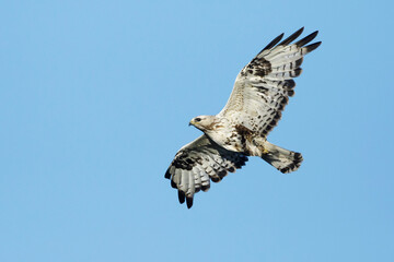 American Rough-legged Hawk, Buteo lagopus kamtchatkensis