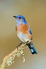 Western Bluebird, Sialia mexicana