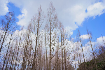 冬のメタセコイアの森(香川県三木町太古の森)