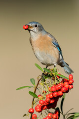 Western Bluebird, Sialia mexicana