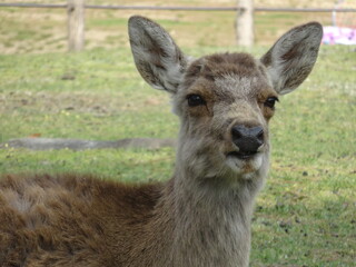 [Japan] Close-up of a deer relaxing in Nara Park (Nara)