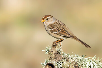 White-crowned Sparrow, Zonotrichia leucophrys