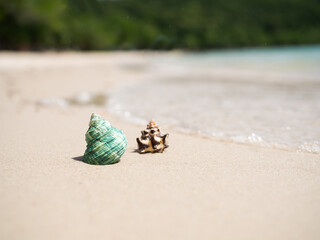 Sea shell on sand beach at coast with blur image of blue sea and blue sky background. ocean pattaya thailand. for travel summer holidays. animal nature outdoor.