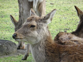 [Japan] deers relaxing in Nara Park (Nara)