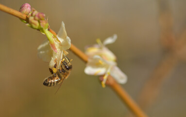Eine Honigbiene im Frühling an einer Blüte