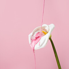 Creative spring layout made of calla lily flower with dripping pink paint on pastel background....