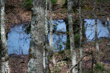 Akfadou forest in Bejaia, Algeria, a Forest of oaks