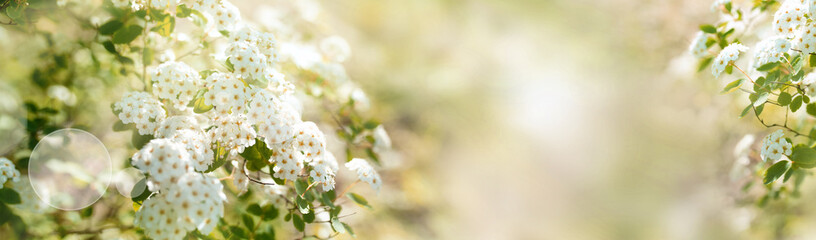 White blooming spirea shrub in sunny spring. Seasonal background mit hellem bokeh and and short...