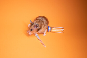 brown hamster - mouse near medical syringe with a needle and bottle-phial isolated on orange background. medical experiments, tests on mice. veterinary. vaccine development