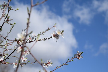 Almond tree blossom
