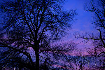 Obraz na płótnie Canvas Winter sunset, a beautiful silhouette of bare branches on a pink blue sky. 
