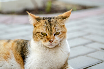 Portrait of a cat