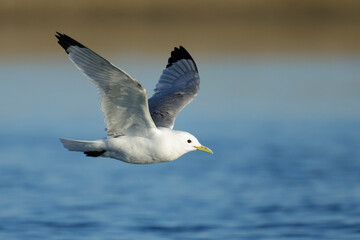 Pacific Black-legged Kittiwake, Rissa tridactyla pollicaris