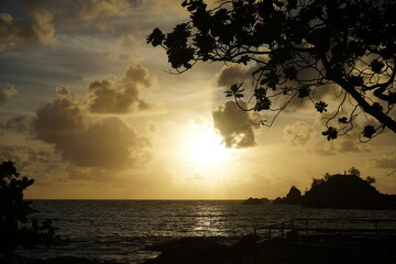 Plakat Monkeypod aka Rain Tree and sea with beautiful sunlight at dawn in Maui, Hawaii - モンキーポッド マウイ 海 朝日 ハワイ