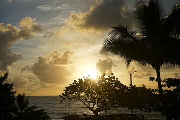 Fototapeta na wymiar Monkeypod aka Rain Tree and sea with beautiful sunlight at dawn in Maui, Hawaii - モンキーポッド マウイ 海 朝日 ハワイ