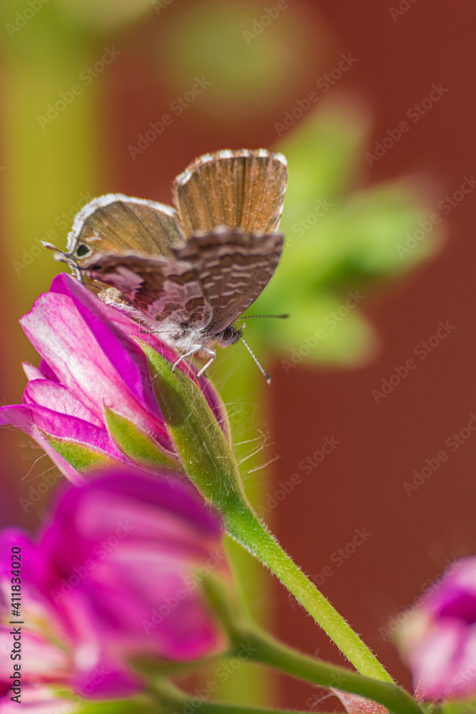 Wall mural Geranium bronze or brun des pélargoniums butterfly, (Cacyreus marshalli), on pink closed geranium buds