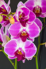Fototapeta na wymiar Violet and white orchid (Phalaenopsis), blooming with black background, close view