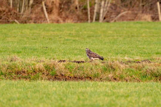 Large bird of prey walks on the edge of a ditch in a meadow and