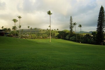 Coconut palm trees against blue sky in Hawaii - ヤシの木 青い空 ハワイ	