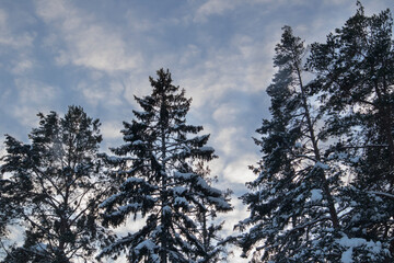Snowy forest pretty sky winter