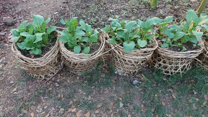 Fototapeta na wymiar basket with herbs