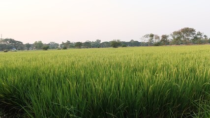 rice field in the morning