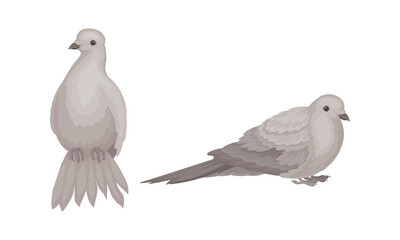 White Domestic Pigeon or Dove as Feathered Bird Vector Set
