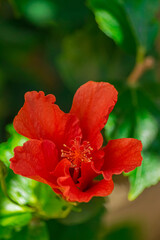 red hibiscus flower blooming, (rosa sinensis), with green leaves background