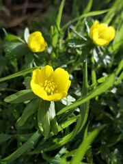Fototapeta premium Winter Aconites Eranthis Hyemalis, Heralds Of Spring
