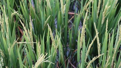 rice field in the morning