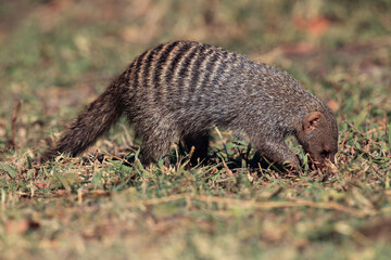 The banded mongoose (Mungos mungo) looking in the grass. Small striped mongoose looking for food in...