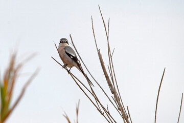 Iberian Grey Shrike (Lanius meridionales) in Gabo de Gata Spain.