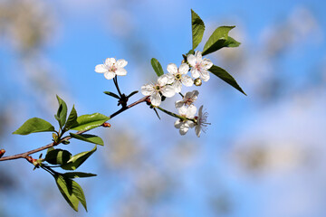 Cherry blossom in spring on background of blue sky. White flowers on a branch in a garden, soft colors
