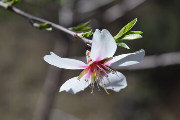 Obraz premium Close-up of an almond tree flowers 