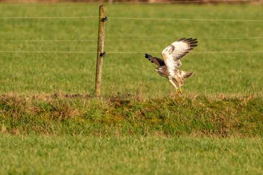Large bird of prey flies above a ditch in a meadow and hunts for
