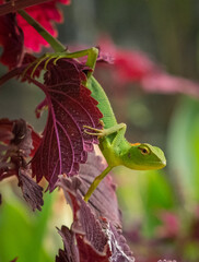 green chameleon on a leaf