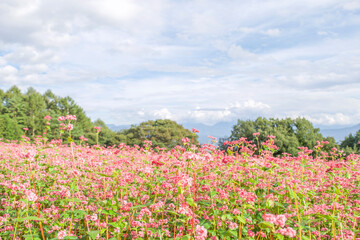 field of flowers