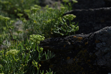 Crithmum maritimum also known as rock samphire or sea fennel. Photographed at Pointe de la Varde, Rotheneuf, near Saint Malo, Ille-et-Vilaine, Bretagne, France.